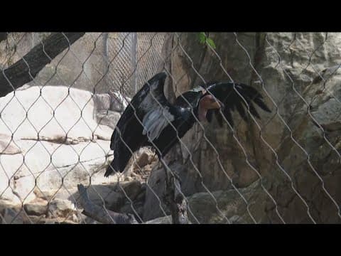 Zoo Day | Fun facts about Condors