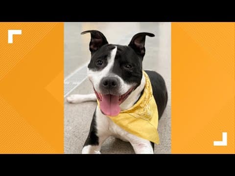 Pets of the Week: 3-22-2025