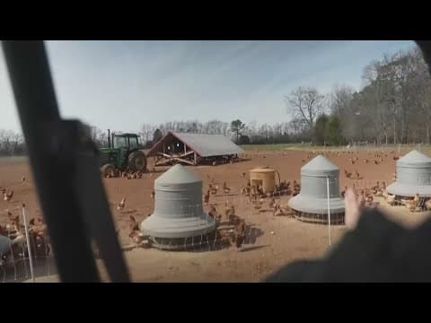 Some farmers aren't reimbursed for culling flocks affected by bird flu