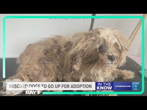 Dozens of dogs rescued from Miami hoarding situation to go up for adoption