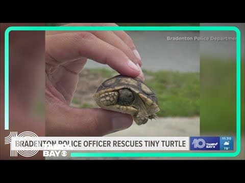 Taco the Turtle rescued by Bradenton police officers after looking a bit 'shell-shocked'