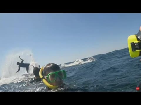 Snorkeler launched into air by whale off Australia's Gold Coast