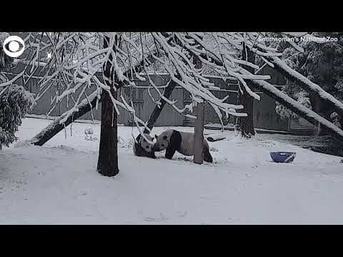 Panda cub enjoys snow day at Smithsonian's National Zoo