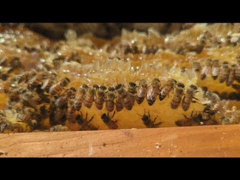 Bee season: How to safely remove bees and home remedies