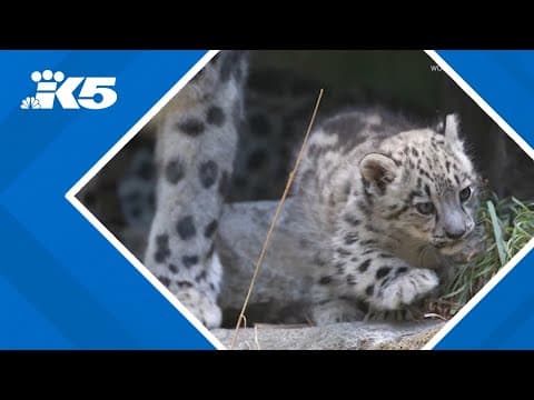 Snow leopard cubs debut at Woodland Park Zoo