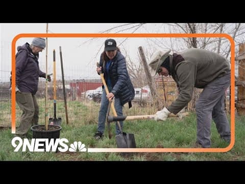 City of Sheridan working to increase tree canopy