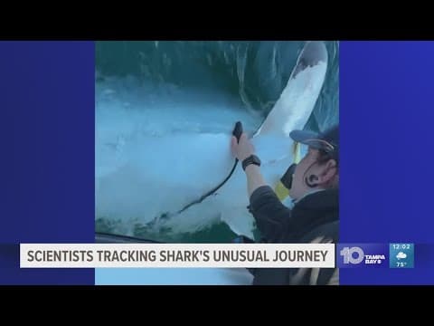11-foot great white shark takes unusual trip around Florida