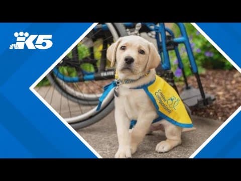 How to protect your puppy from parvovirus