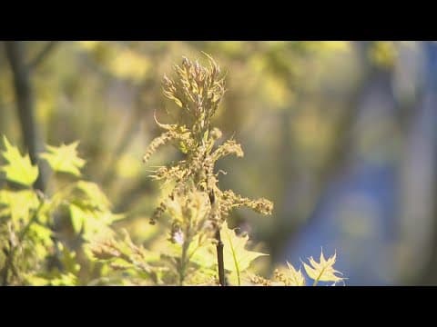 Spring allergy season in full swing