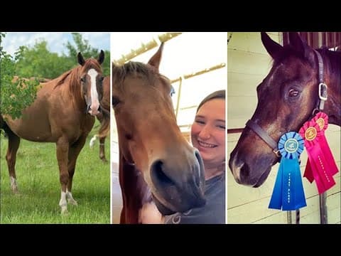 Owner 'devastated' after 3 beloved horses stolen from Katy