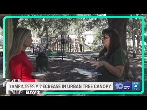 Experts say Tampa is losing trees at an 'alarming rate'