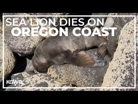 Endangered sea lion pup dies on Oregon Coast