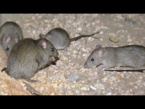 Pest control expert explains the Downtown San Diego rat population 'explosion'