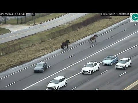 WATCH: Cleveland police chase horses on I-90