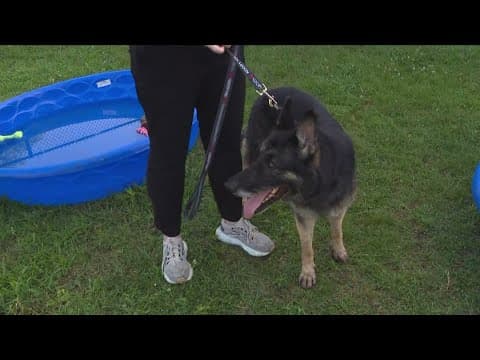 Keeping your pets safe in the heat