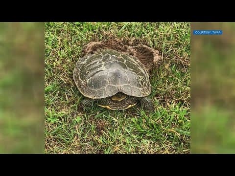 Watch out for turtles on trails as they wake up from hibernation