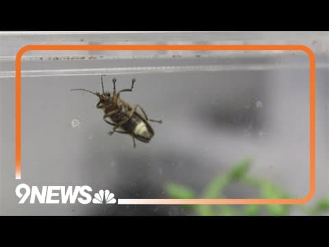 Butterfly Pavilion first to complete lifecycle of a Colorado firefly under human care