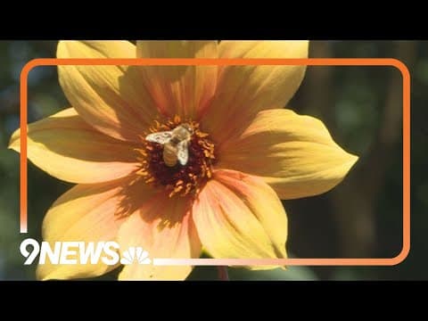 Plants that thrive in the summer heat