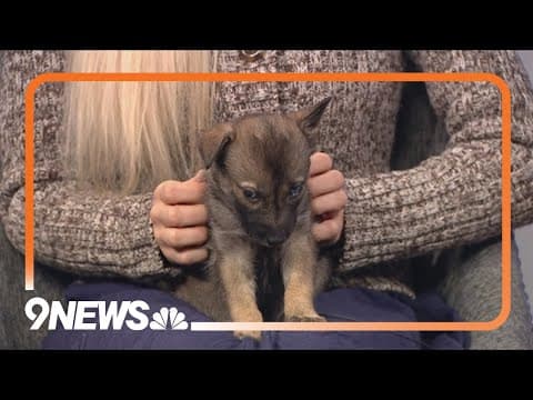 Cleo and Clyde are sweet pups looking for a forever home