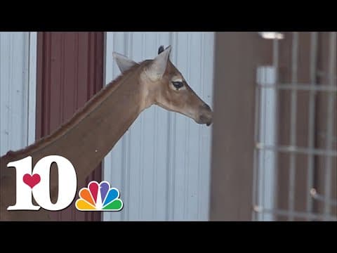 Tennessee zoo to name newborn, spotless giraffe on Tuesday