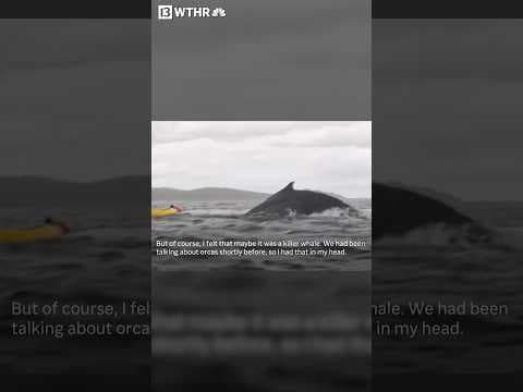 Humpback whale swallows kayaker in Chile