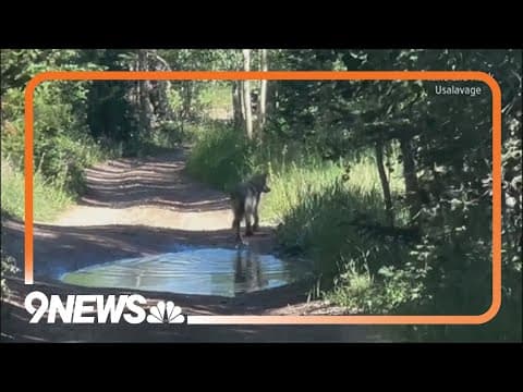 Activist wants wolves captured by CPW to be released