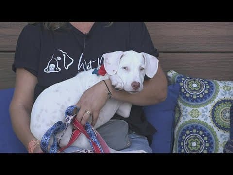 Wet Noses Rescue helps dogs and cats both in San Diego and Mexico