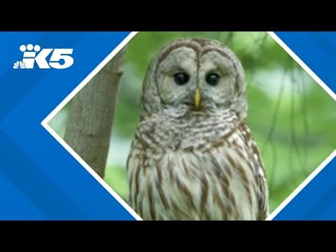 Barred owl removal starting soon