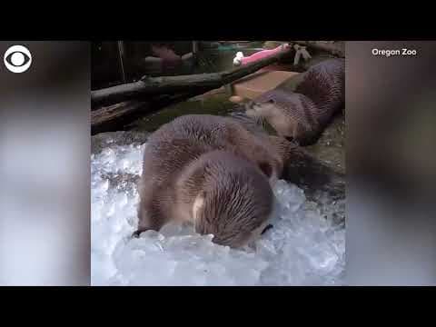 River otters crunch on ice at Oregon Zoo