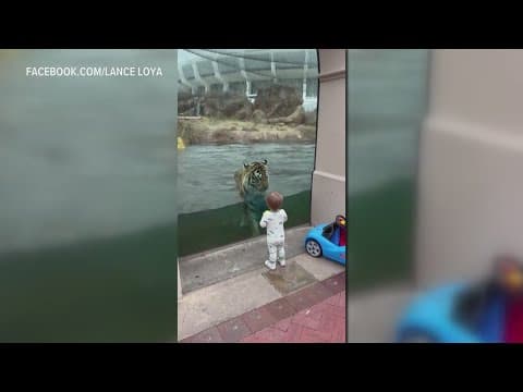 Trending News: Toddler hangs with Mike the Tiger, NOPD rats t-shirt, Obit robber