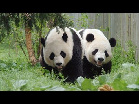 WATCH: Giant pandas leave National Zoo after 50 years in DC