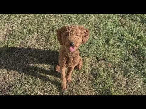 Man accused of stealing mini Goldendoodle, ‘Chancho’ in court