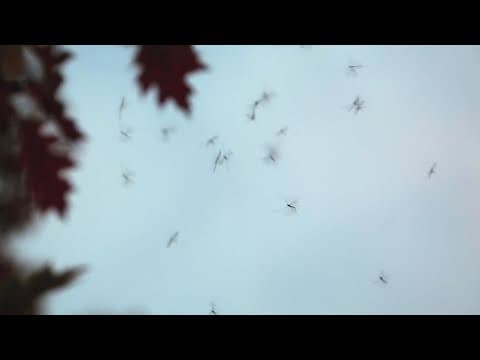 How to protect yourself from West Nile Virus