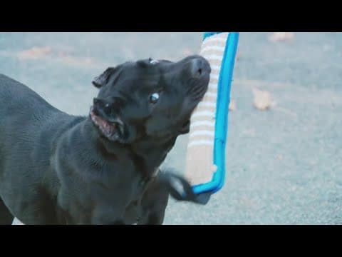 Stolen puppy 'Pepper' given back to owner