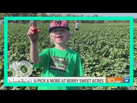 Pick fresh Florida strawberries at Berry Sweet Acres