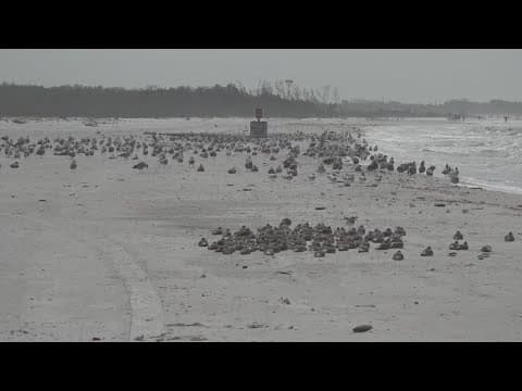 Fort De Soto's popular North Beach reopens after hurricane damage
