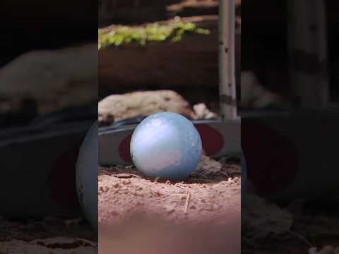 Two bored 11-year-olds didn’t stay that way for long, building their own mini golf course!
