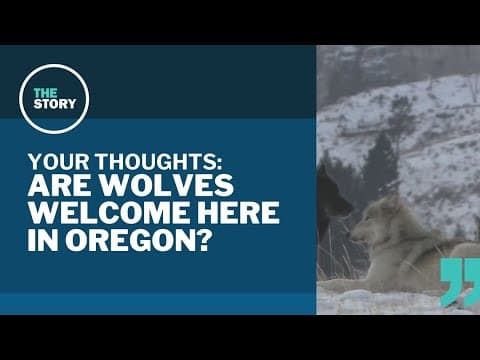 Are gray wolves welcome in Oregon? | Your Thoughts