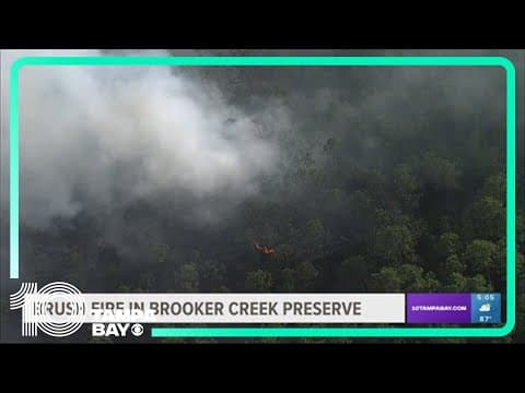 Brush fire in Brooker Creek Preserve 100% contained