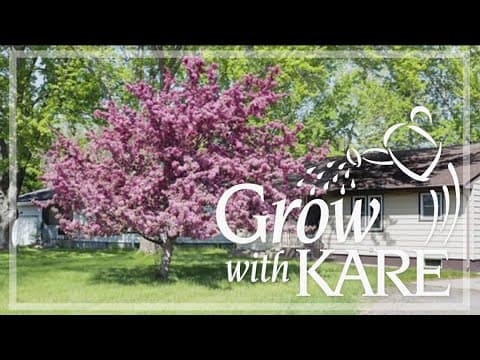 Grow with KARE: Things to consider before planting a tree