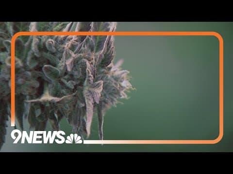 Summit focused on cannabis-induced psychosis