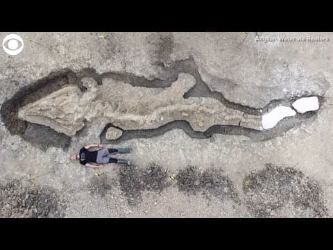 'Sea dragon' fossil discovered in the U.K.