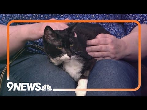 Senior cat Cuddles is looking for a warm lap to sleep on