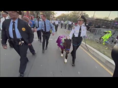 NOPD gifted pony named 'Patch' by nonprofit COPS 8