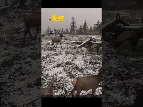 Video captures elk herd playing on wildlife bridge over I-90