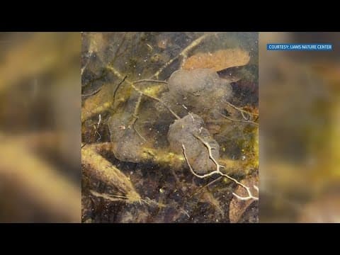 Ijams Nature Center discovers first spotted salamander eggs in its pond