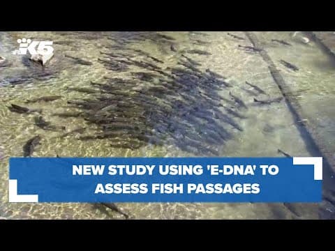 New study uses 'environmental DNA' to assess fish passage improvements