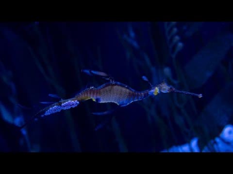Columbus Zoo and Aquarium makes history with four male weedy seadragons carrying eggs