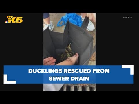 Good Samaritans rescue ducklings from storm drain