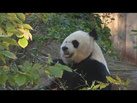 3 pandas at National Zoo will soon be sent back to China